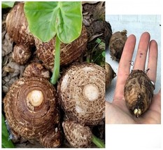 Taro Root Bulbs Elephant Ear Edible Aquatic Marginal Bog Pond Live Plant Sz: 1-5 - £6.21 GBP+