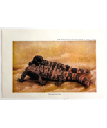 1927 Gila Monsters Reptile Venomous Art Plate Color Book Print Wildlife ... - $33.94 CAD