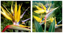 Yellow Bird of Paradise MANDELAS GOLD Strelitzia Reginae SMALL ROOTED PLANT - £39.11 GBP