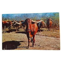 Postcard Texas Longhorns Cattle Western Farm Animal Chrome Unposted - $8.21