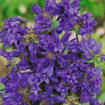 Fresh Seeds Bellflower Seed Bellflower Superba Flower Seeds 2000 Seeds - $19.98