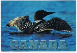 Postcard Common Loon Canada 4 1/2&quot; x 6 3/4&quot; - £3.88 GBP