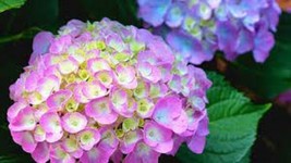 5 Berlin Hydrangea Seeds Shrub Flowers Flower Seed 1411Garden Beautiful ... - $8.98