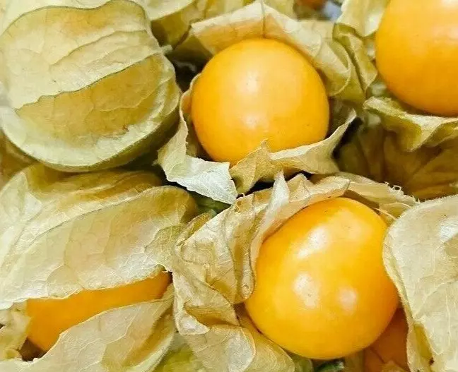 CAPE GOOSEBERRY SEEDS 100+ LARGE FRUIT berry seeds HUSK TOMATO Goldenberry - £6.76 GBP