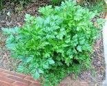 300 Seeds Italian Flat Leaf Parsley Seeds Organic Herb Garden Containers... - £7.22 GBP