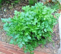300 Seeds Italian Flat Leaf Parsley Seeds Organic Herb Garden Containers Culinar - £7.20 GBP