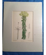 1893 Botanical Lithograph Curtis&#39;s Botanical Magazine Hand Colored Engra... - $135.37 CAD