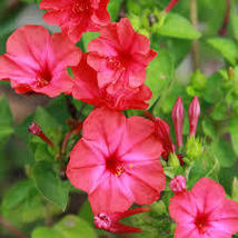 RED FOUR O&#39;CLOCK SEEDS Mirabilis jalapa 50 Seeds for Planting - $17.00