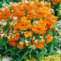 New Fresh Seeds Nemesia Seed Nemesia Strumosa Prince Orange Flower Seeds 10000 S - £15.86 GBP