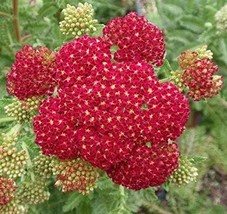 PM Red Yarrow Seeds (25+ Seeds)(More Heirloom, Organic, Non GMO, Vegetable, Frui - $4.75