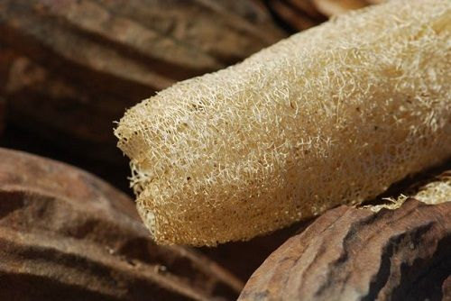 8 Loofah Gourd Seeds-1176