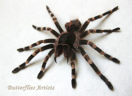 Brazilian Whiteknee Acanthoscurria Geniculata Baby Real Tarantula Spider Display - $97.99