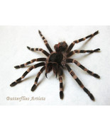 Brazilian Whiteknee Acanthoscurria Geniculata Baby Real Tarantula Spider... - £78.08 GBP