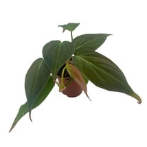 Philodendron Micans in a 2 inch pot, perfect starter house plant, rare philo - £7.52 GBP