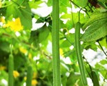 Emerald Luffa Gourd Seeds Smooth Long Loofah Snake Melon Usa Asian Seed  - £4.68 GBP