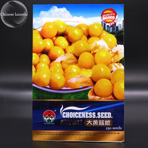 Physalis Alkekengi Yellow Chinese Lantern Bladder Cherry Big Fruit Seeds 250 See - $7.37