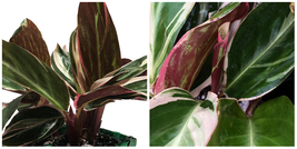 Magenta Triostar Stromanthe Tricolor Prayer Plant Pink Green Leaf Indoor Shade - £52.73 GBP