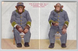 Chimpanzee Baldy in Uniform New York Zoological Park Postcard B28 - £4.68 GBP