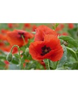 Red Poppy Flower Seeds Papaver Rhoeas Annual 2500 - $5.25