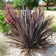 Phormium Purpureum Ornamental Grass Seeds New Zealand Flax 10 Seeds Fres... - $13.98