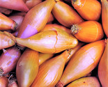 Monique French Shallot Sets (Bulbs) Semi Long Onion Seed Fast Shipping - $19.20