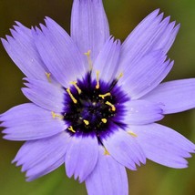 Catananche Caerulea Cupids Dart Blue Seed Fresh Seeds USA - £7.17 GBP