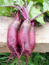 Cylindra Beet Seeds 100 Ct Vegetable Garden Heirloom NON-GMO  - £3.04 GBP