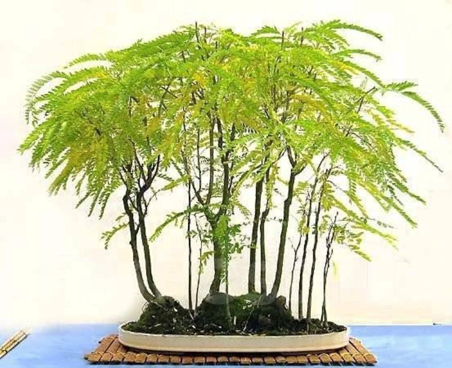 Honey Locust seeds Thornless Gleditsia triacanthos Great Bonsai Fall Col... - $3.56