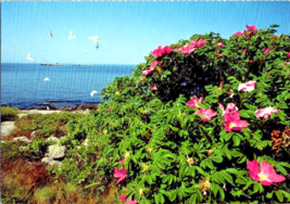 Postcard New Hampshire Scenic Rosa rugosa, wild sea rose Shoals  6 x 4 Ins. - £3.87 GBP