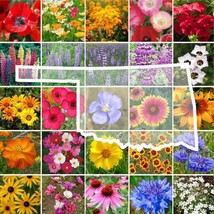 LWSTORE Wildflower Oklahoma State Flower Mix Perennials &amp; Annuals Non Gmo 1000 S - £7.51 GBP