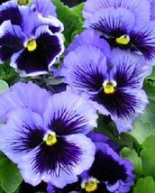 US Seller Pansy Seeds Frizzle Sizzle Blue 50 Pansy Seeds Flower Seeds Fast Shipp - £17.53 GBP