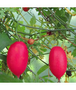 5Pcs Ibervillea Tenuisecta Seeds Cucurbitaceae Plant Fresh Seeds - $41.20