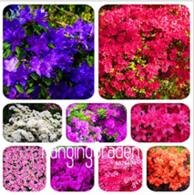 NEW 100 Mixed Japanese azalea seeds (Rhododendron lateritium Planch) FRESH SEEDS - $5.89