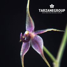 Platystele Jesupiorum Miniature Orchid Mounted - $29.37