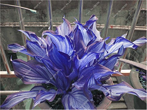 50 Seeds Exotic Hosta Plant Seed Four Seasons Flower Mixed Plantain Lily... - $3.46