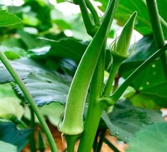 SGHOST Okra Seeds Emerald 50 Ct Vegetable Garden Nongmo Heirloom USA Seller - £6.72 GBP