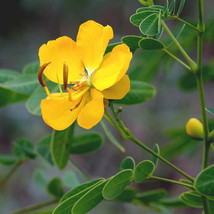 20 Seeds Butterfly Bush Senna Pendula - £15.62 GBP