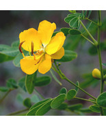 20 Seeds Butterfly Bush Senna Pendula - £15.78 GBP