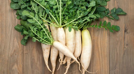 500 seeds White Icicle Radish ReadytoPlant Quick Delivery - $11.48