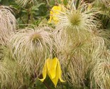Golden Bell Clematis Vine {Clematis tangutica} Flowering Pre-Stratified ... - $5.59