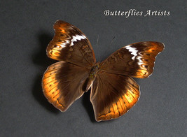 Yellow Glider Cymothoe Fumana Female Real Butterfly Framed Entomology Sh... - $74.99