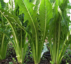300 Seeds Catalogna Emerald Endive Seeds Italian Dandelion Chicory From USA - £7.05 GBP