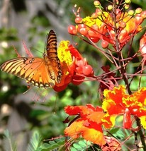 Caesalpinia pulcherrima, flowering Dwarf Poinciana Pride of Barbados - 10 seeds - £7.85 GBP