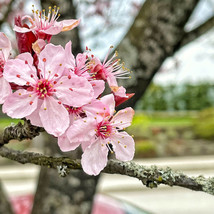 20 Japanese Cherry Blossom Tree Seeds P.serrulata Pink Flowering Sakura Bonsai - £11.17 GBP