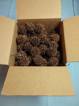 100 Sweet Gum tree balls (Witches Burr) Fresh Natural Crafting Supplies - £7.67 GBP