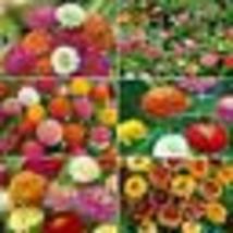 100 Seeds Zinnia ZINMASTER Mix 6 Heirloom Zinnias Tall &amp; Dwarf Non-GMO - £9.43 GBP
