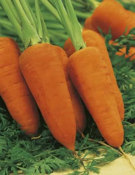 3 000 Chantenay Red Cored Carrot Can Or Freeze Fresh Seeds - £10.22 GBP