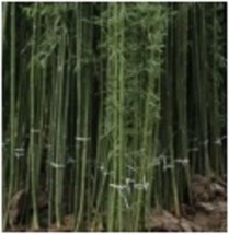 50 Ju Zhu Bamboo Seeds Privacy Climbing Garden Clumping Shade Screen US ... - $11.98