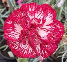 FRESH 100 Audrey Robinson Carnation Seeds Dianthus  Seed - $8.00
