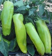 SEPTH Cubanelle Pepper Seeds (25) Non-GMO Beautiful green to yellowish orange th - $3.17